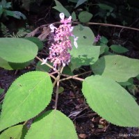 Coleus kanneliyensis L.H.Cramer & S. Balas.